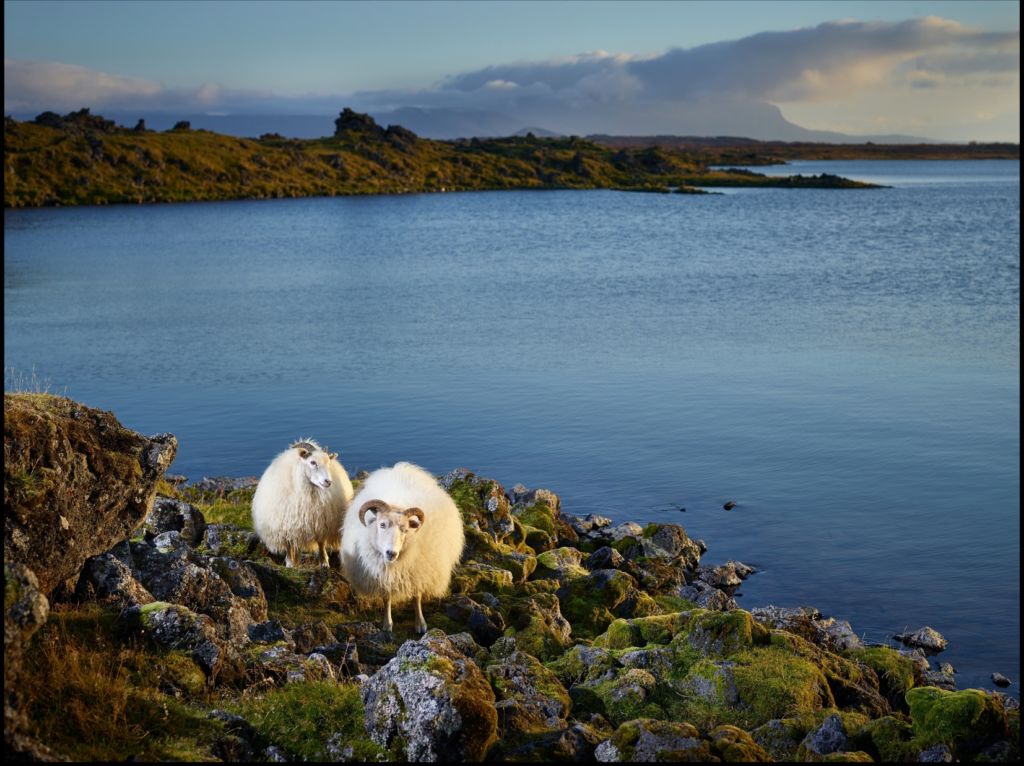 R.J. Kern’s “The Lifeguards, Lake Myvatn, Iceland,” 2014, printed 2020, Silent Auction Lot 32