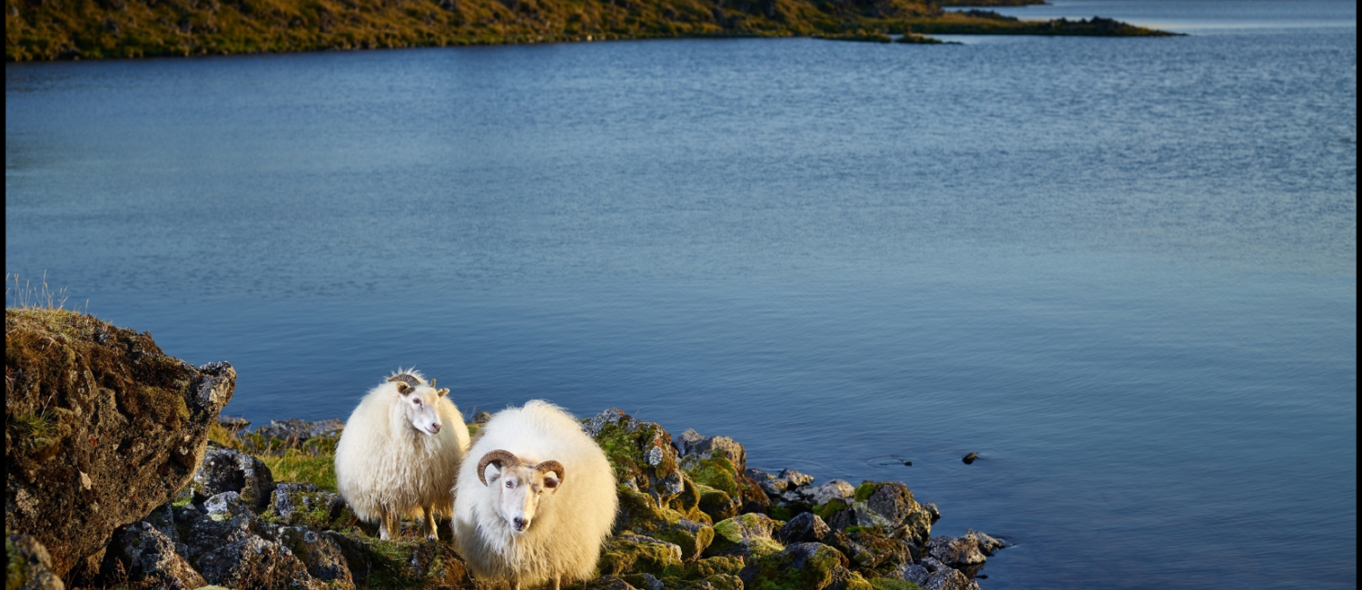 R.J. Kern’s “The Lifeguards, Lake Myvatn, Iceland,” 2014, printed 2020, Silent Auction Lot 32