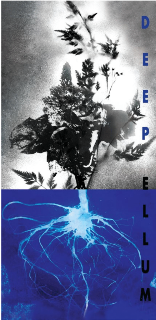 Local artist Shamsy is known for her artwork and botanical products.