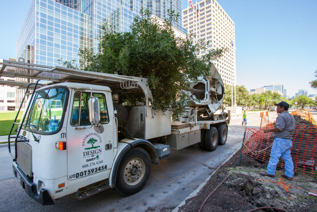 Tree that need a home have been relocated to Midway's East River development, which has its own tree farm on site.