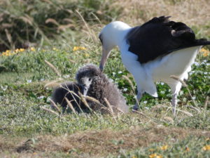 Albatross and chick/Kaena Point