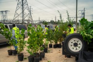 Trees for Houston