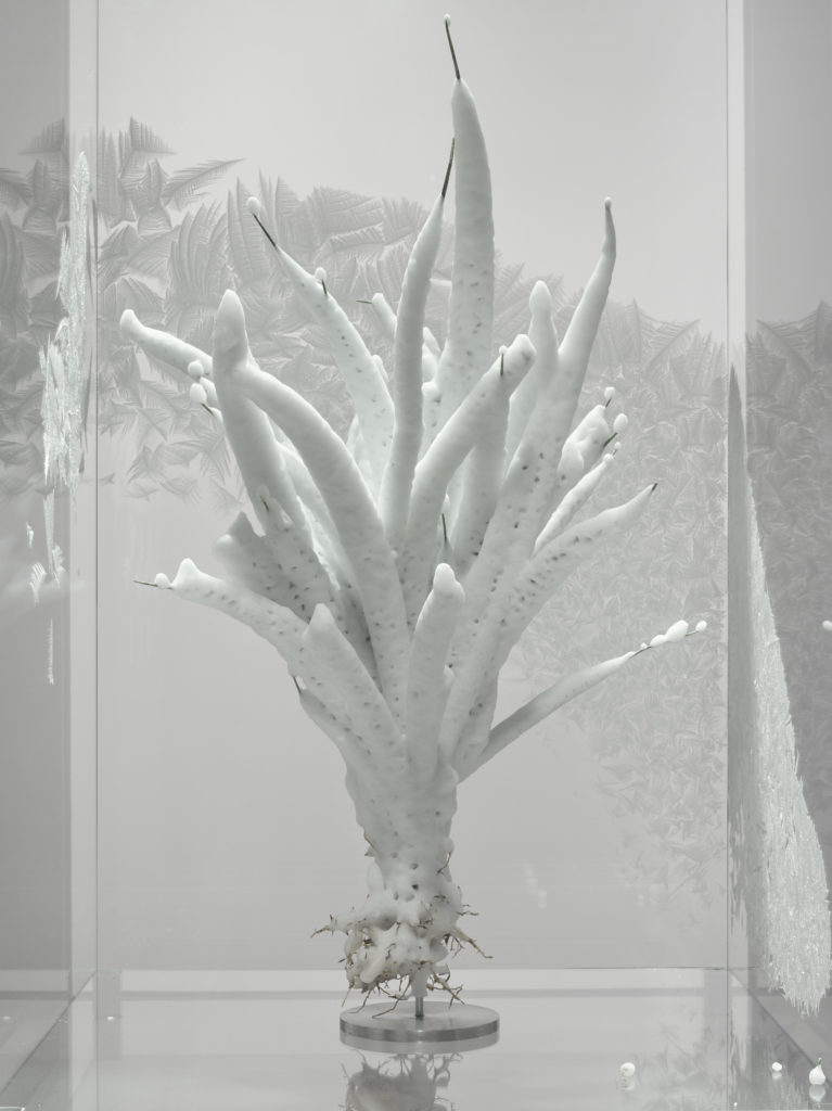 "Tropisme" is an installation of tropical plants preserved by cryogenic freezing. (Courtesy of Julian Charrière)
