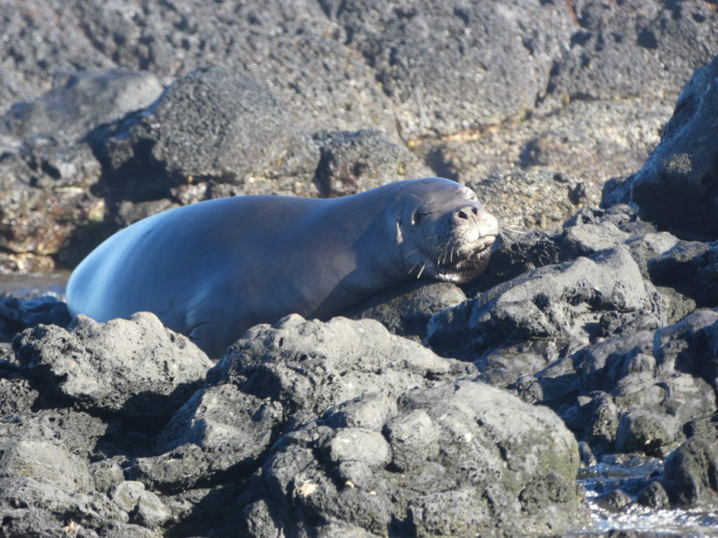 A monk seal enjoys a sunny nap at Ka‘ena Point State Park (Photo by Tarra Gaines)