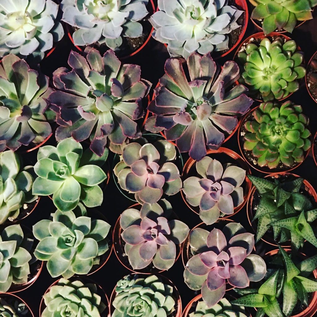 Gardening Well is ready to liven up your garden and windowsills. 