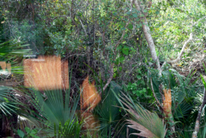 Houston artist and writer Regina Agu’s work focuses on the complex relationships between the landscape and communities of color. Agu’s “What Remains 04,” 2015/2021. Courtesy Lawndale Art Center.