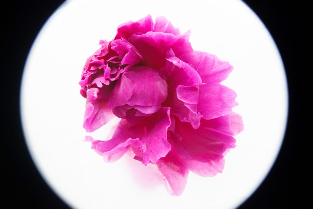 Anna Fritzel's "From the Series Frozen, #1," 2021, at SITE131