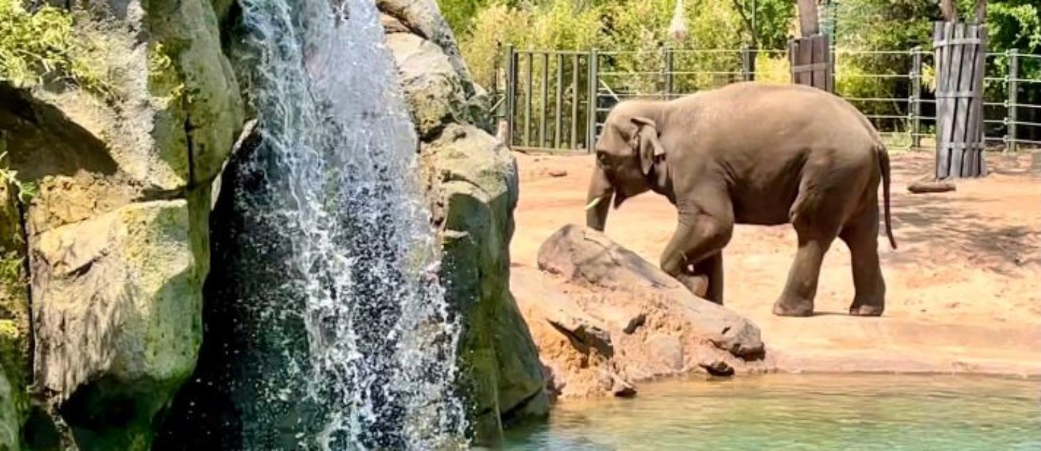 Elephants now how more room to roam at the Fort Worth Zoo.  (Photo by Courtney Dabney)