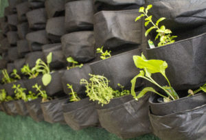 Julep’s Ready to Go