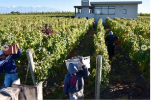 Serca wines vineyards