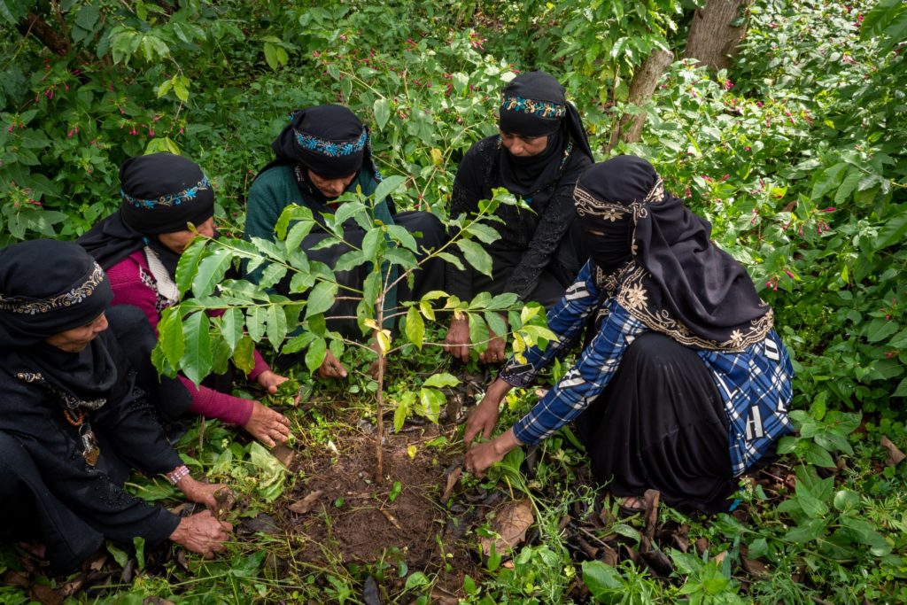 Women coffee growers from Dhamar, Yemen.