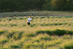 Picking your own is part of the fun at the Blanco Lavender Festival.