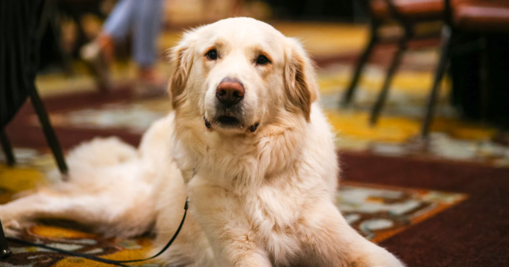 A four-legged guest at Citizens for Animal Protection's Mr. Magoo's Sunday Funday