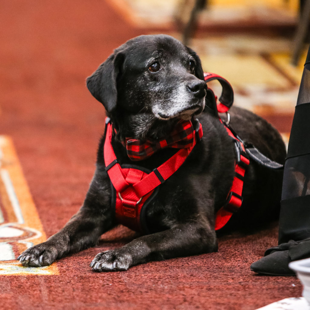 A four-legged guest at Citizens for Animal Protection's Mr. Magoo's Sunday Funday