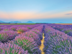Lavender farms have become a Texas phenomenon.