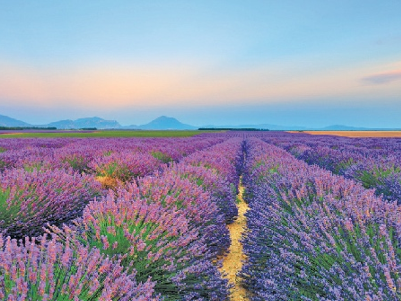 Lavender farms