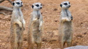 Slender-tailed-Meerkat-0513.tiff-1280×720