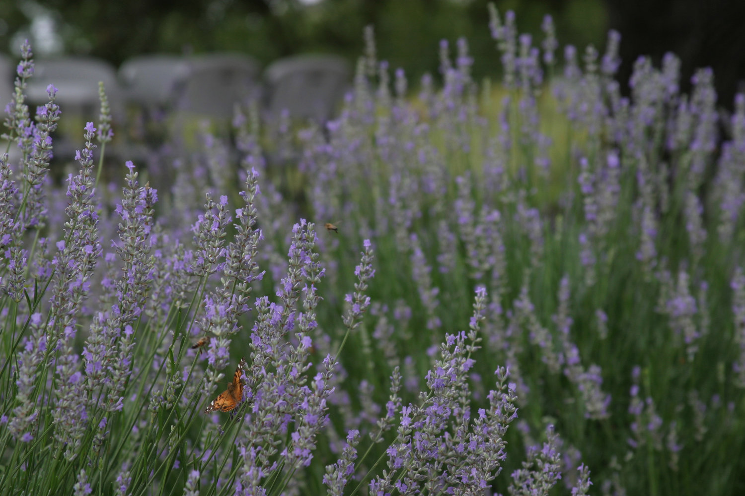 Purple Reign — Inside Texas' Surprising Lavender Farm Culture and the