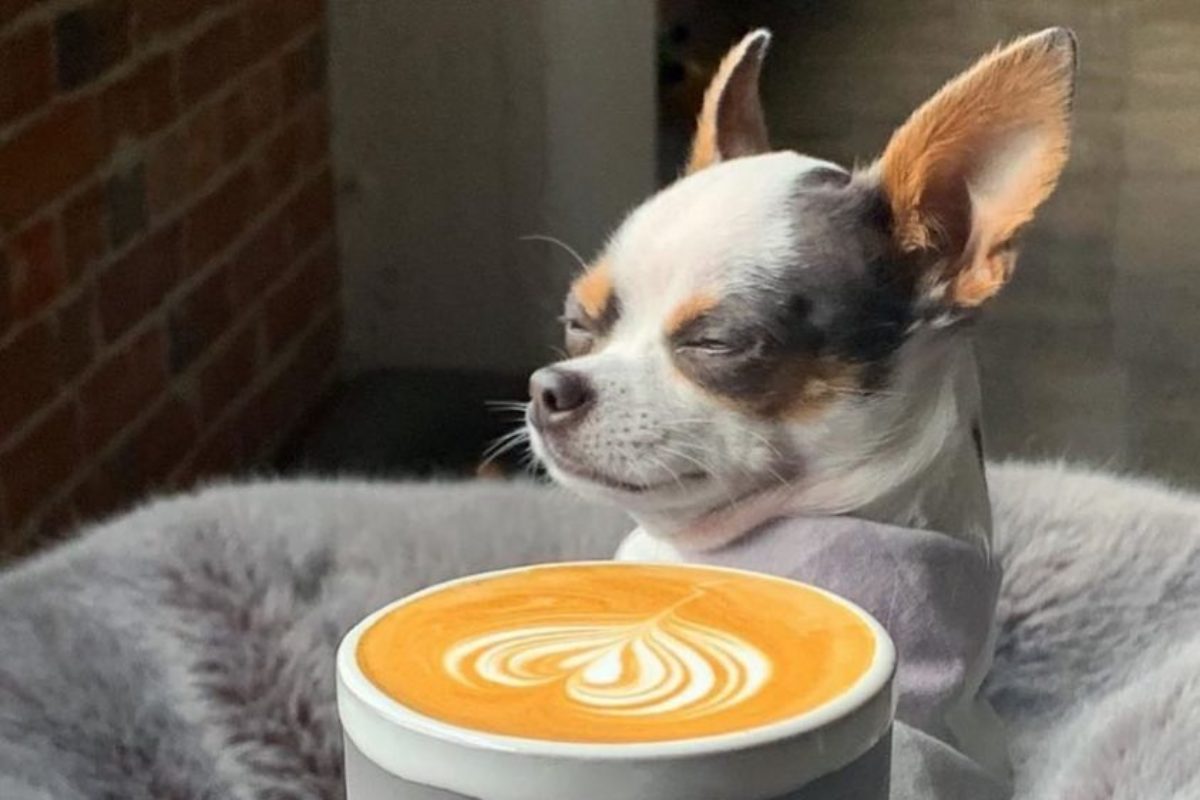 BREWED-New-Fort-Worth-roast-coffees-will-have-you-chillin-like-this-chihuahua.-1200x800.jpg