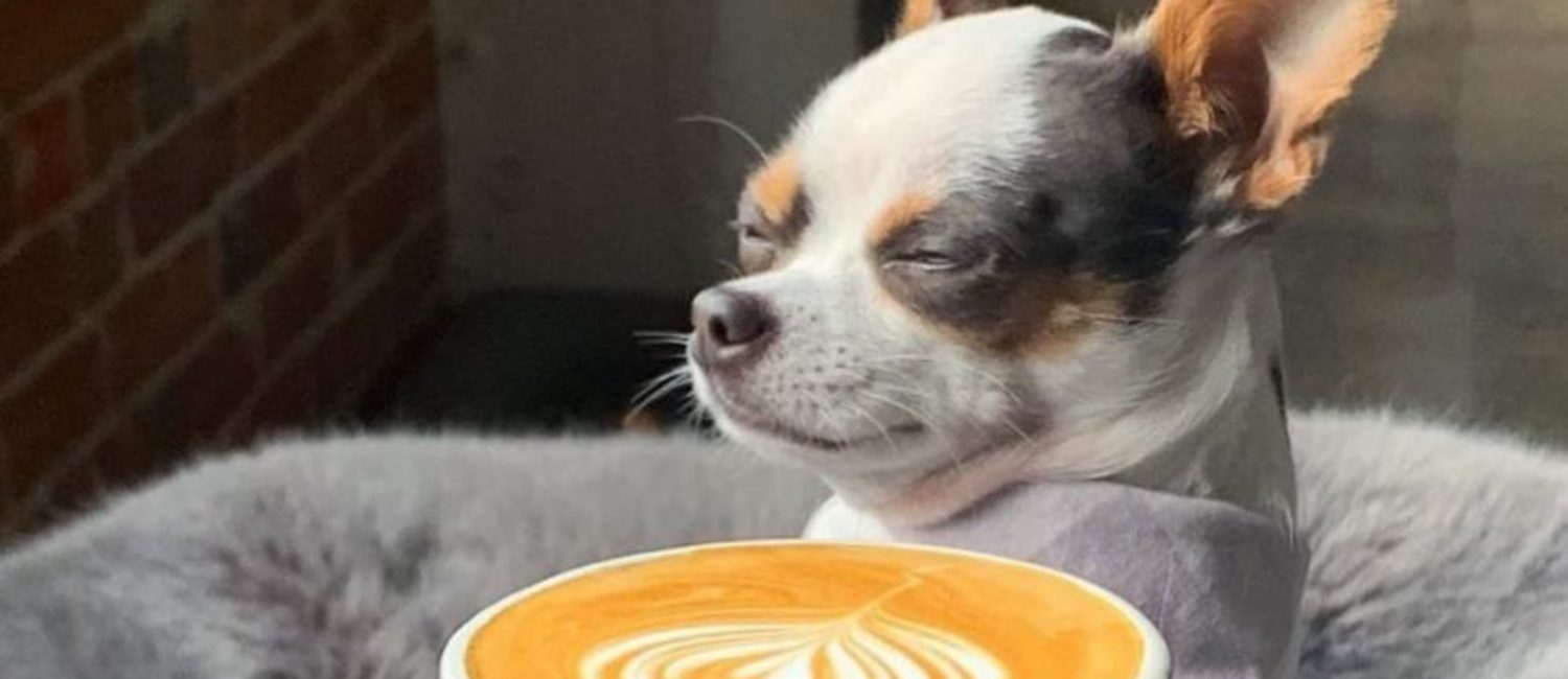 BREWED – New Fort Worth roast coffees will have you chillin’ like this chihuahua.