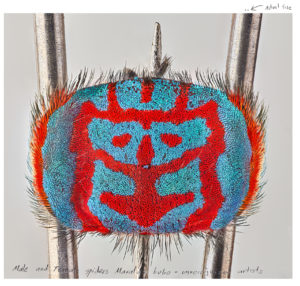 María Fernanda Cardoso’s “Actual size XI Male Maratus bubo,” 2021, at Sicardi | Ayers | Bacino (Courtesy of The Armory Show)