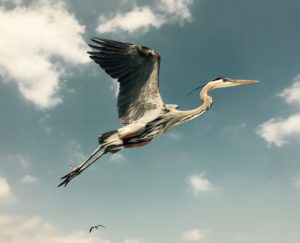 A scene from The Living Coast shows how arresting this show can be.