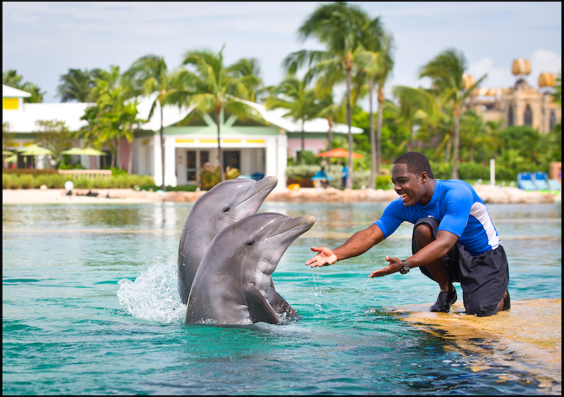 The experiences at Dolphin Cay are a must while staying at the Atlantis. 