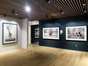A bank of David Yarrow photographs underscores the artist’s sensitivity to the world’s wildlife. See Yarrow’s image-making at CASA Houston, in a unique collaboration with Samuel Lynne Galleries.