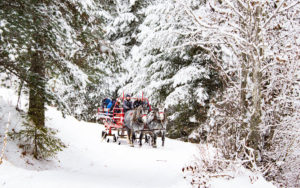 Western Pleasure Sleigh Ride Winter 2 300