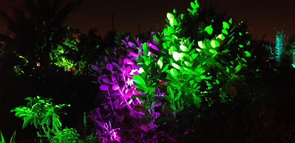 Lightscape boasts plenty of discoveries for those that wander its charming paths. (Photo by CDA) 