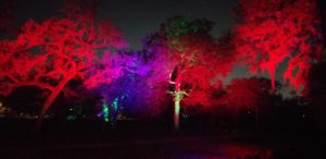 Nature and illumination engage in an otherworldly dialogue at the Houston Botanic Garden’s Lightscape. (Photo by CDA)