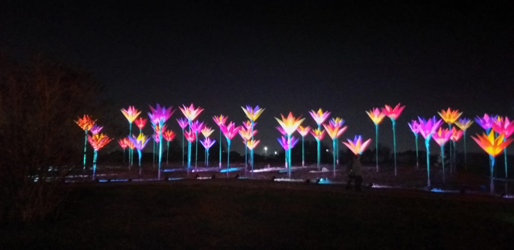 Jumbo flowers enchant at Houston Botanic Garden's ultimate holiday experience. (Photo by CDA)