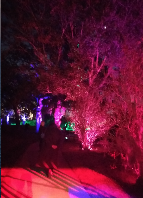 Abstract beauty holds sways in this iteration of Lightscape, which is haunting and compelling, and takes the viewer on a beautiful sylvan journey. (Photo by CDA) 