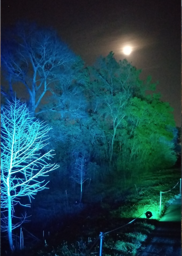 No Ordinary Holiday Show — Lightscape Transforms Houston Botanic Garden