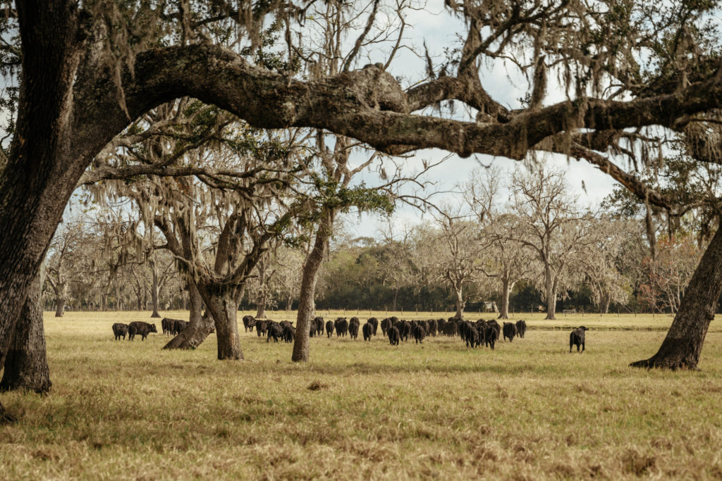 The sustainable R-C Ranch in Brazoria County. (Photo Josh Olalde)