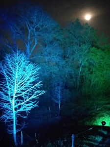 Alice or an undersea creature would be equally at home in Lightscape. (Photo by CDA)