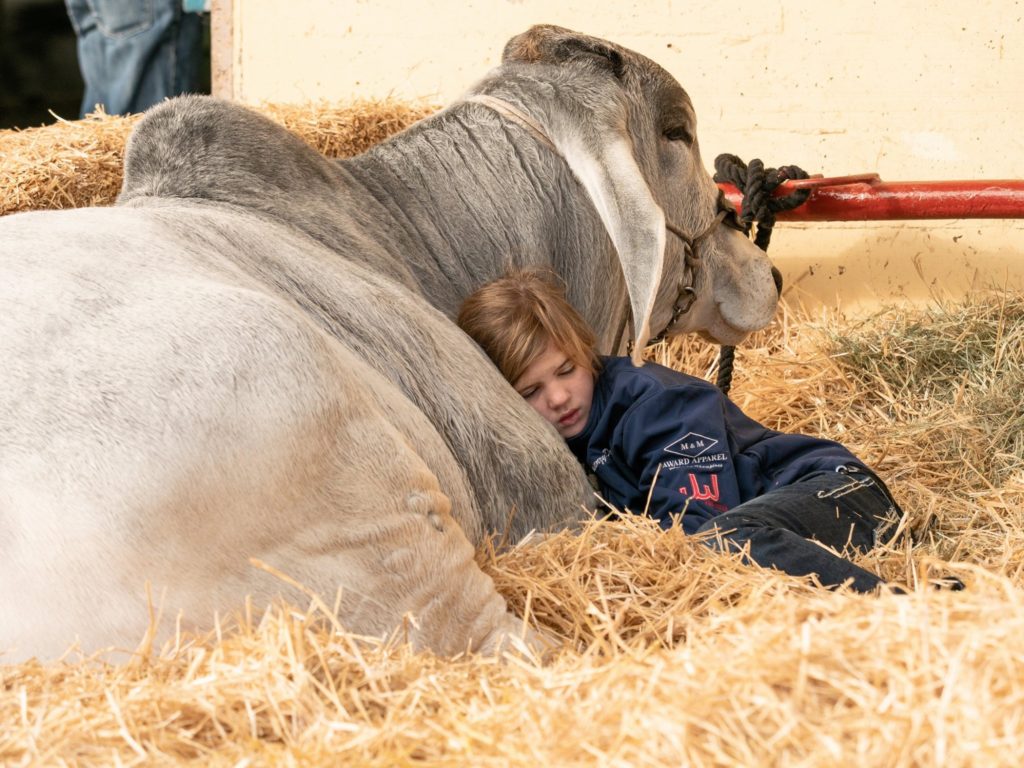 Grooming your show animals can be exhausting work at the Stock Show.