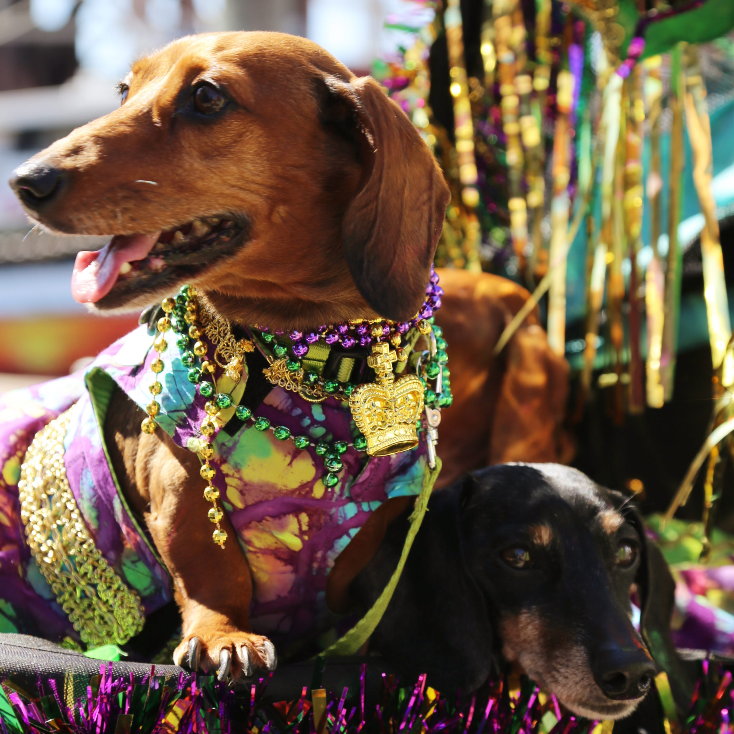 Mardi Gras Galveston