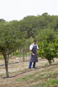 Jordan Estate Garden Healdsburg_33
