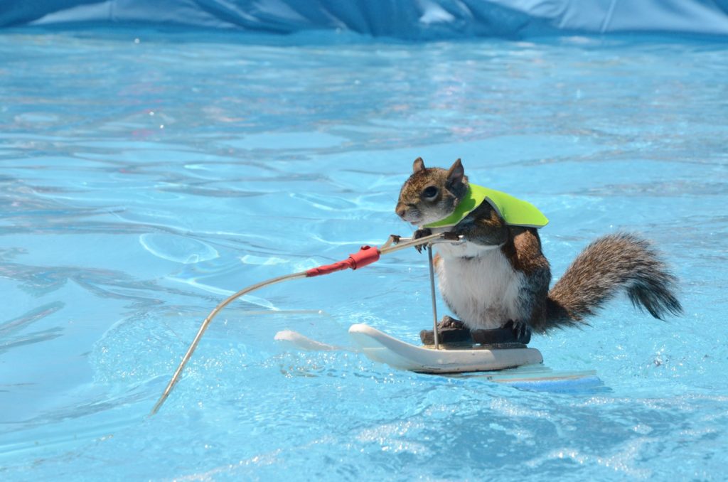 Mayfest - Here's hoping the waterskiing squirrel makes an appearance.