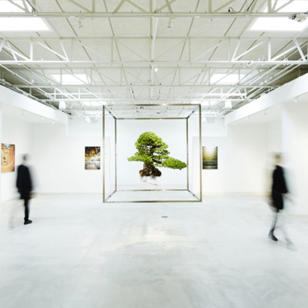 Azuma Makoto’s Giant Bonsai