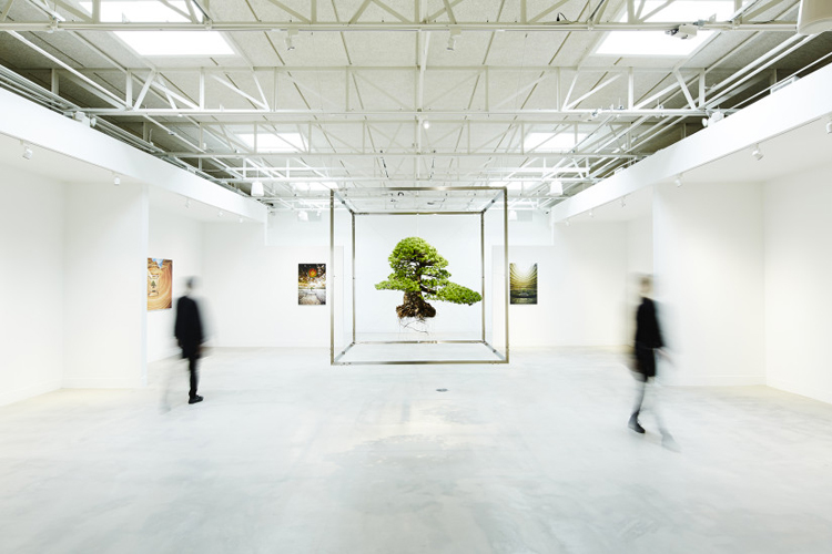 Azuma Makoto’s Giant Bonsai