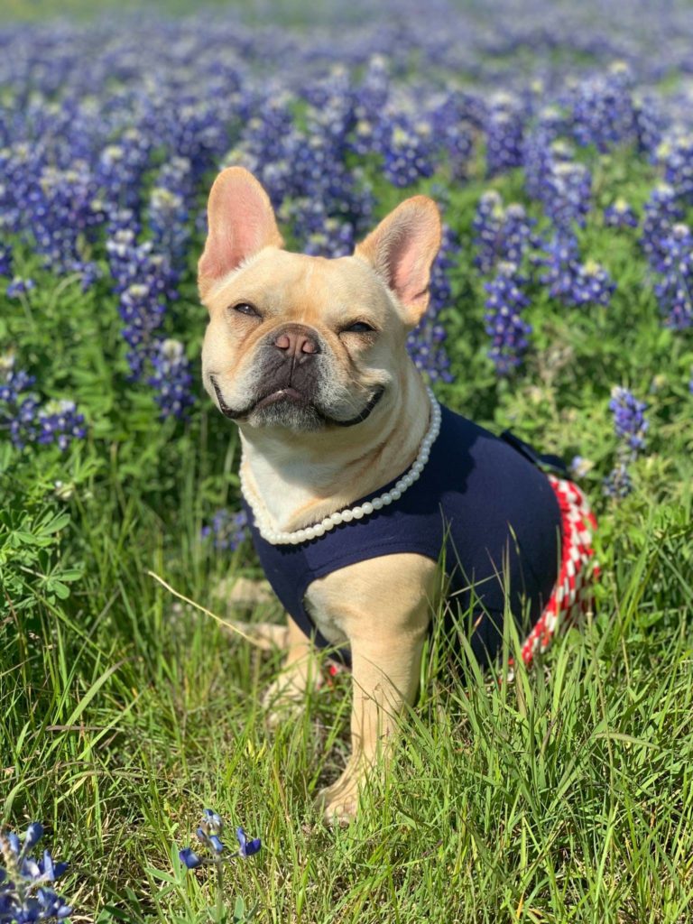 Ennis Bluebonnet Trail is just filled with photo-ops.