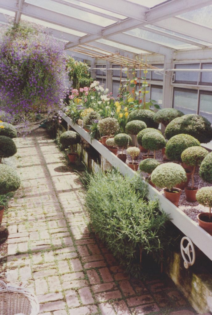 Bunny's signature myrtle topiaries in the greenhouse at Oak Spring.