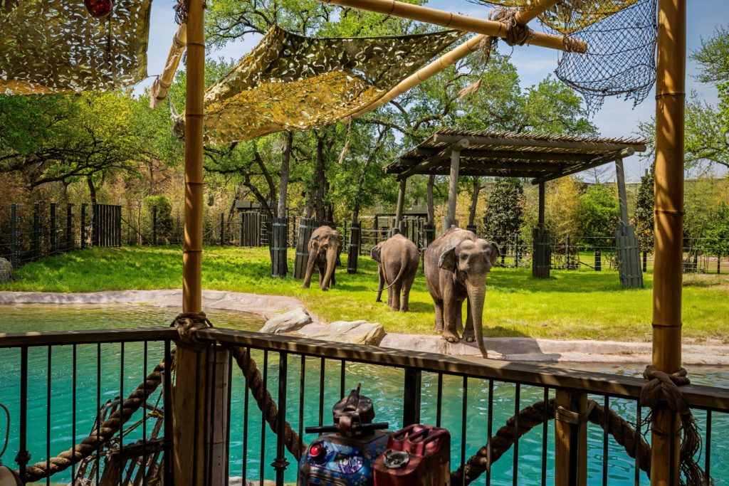 Zoo – Asian Elephants now enjoy five inspiring new habitats.