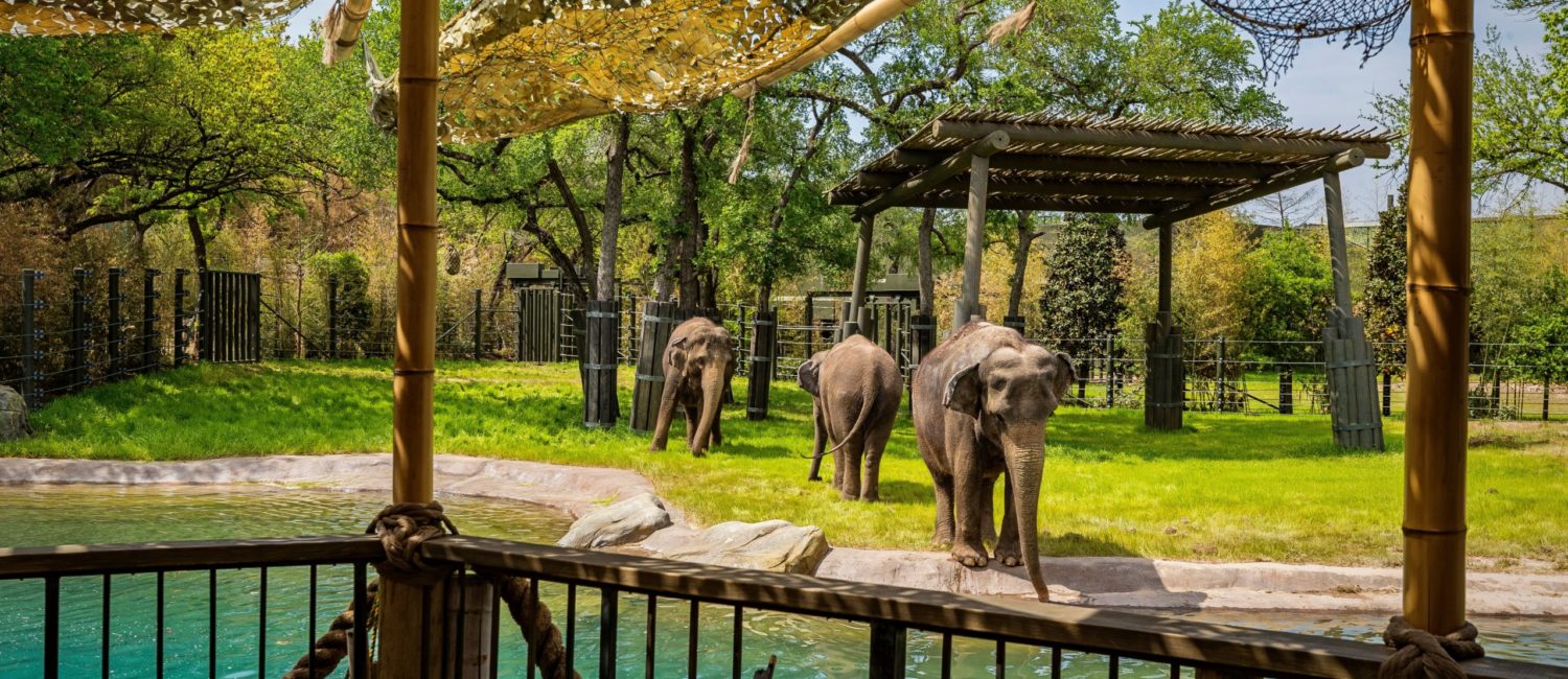 Zoo – Asian Elephants now enjoy five inspiring new habitats.