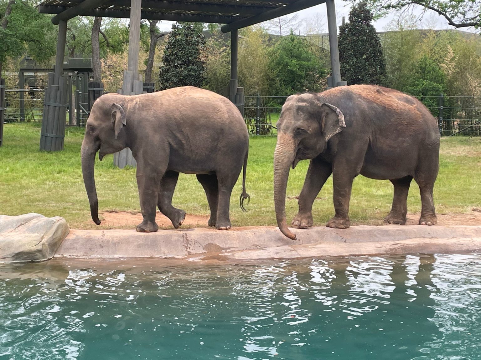 Fort Worth Zoo's 32 Million Elephant Wonderland Wins a Major Award as