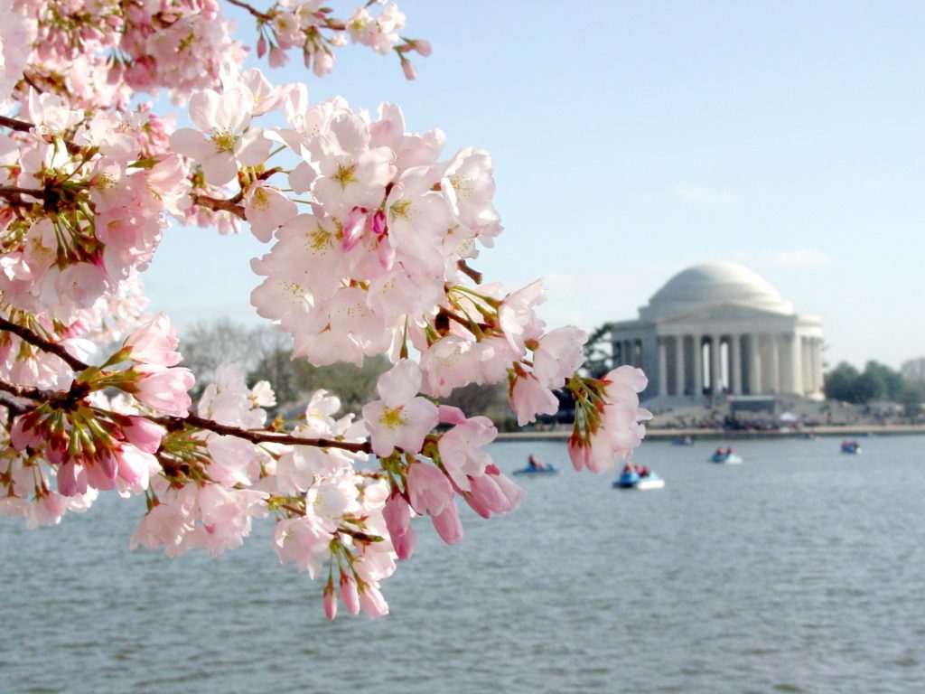 DC is awash in pink blossoms each spring thanks to a gift of 3000 sakura trees in 1912. Photo Visit Washington DC.