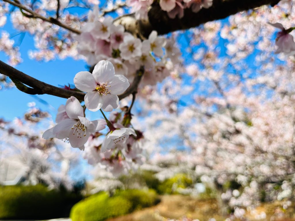 Sakura season in Japan puts on a show each spring. Photo Hotel Nikko Narita.