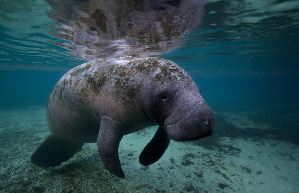 Drop in for manatee lunch hours at the South Seas marina. 